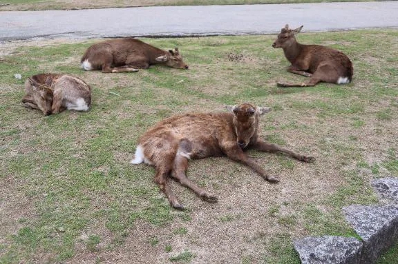 今週水曜日から出勤します🌹